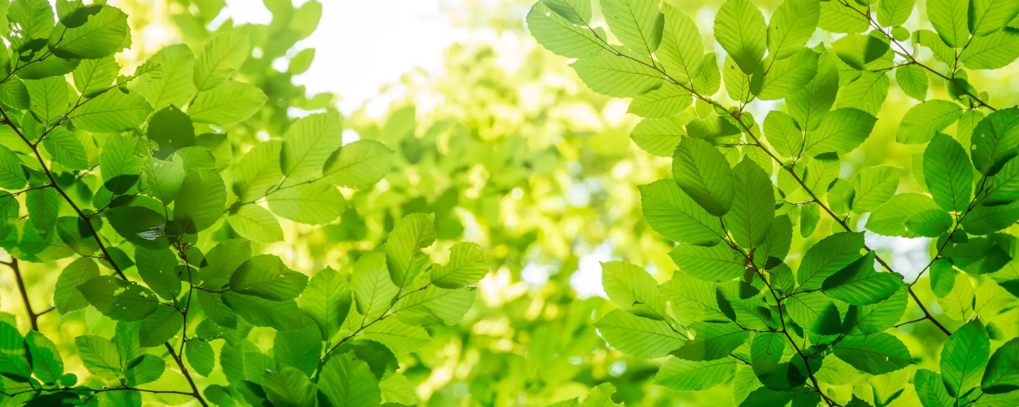 Music City Tree Service team providing professional tree care in Nashville, TN